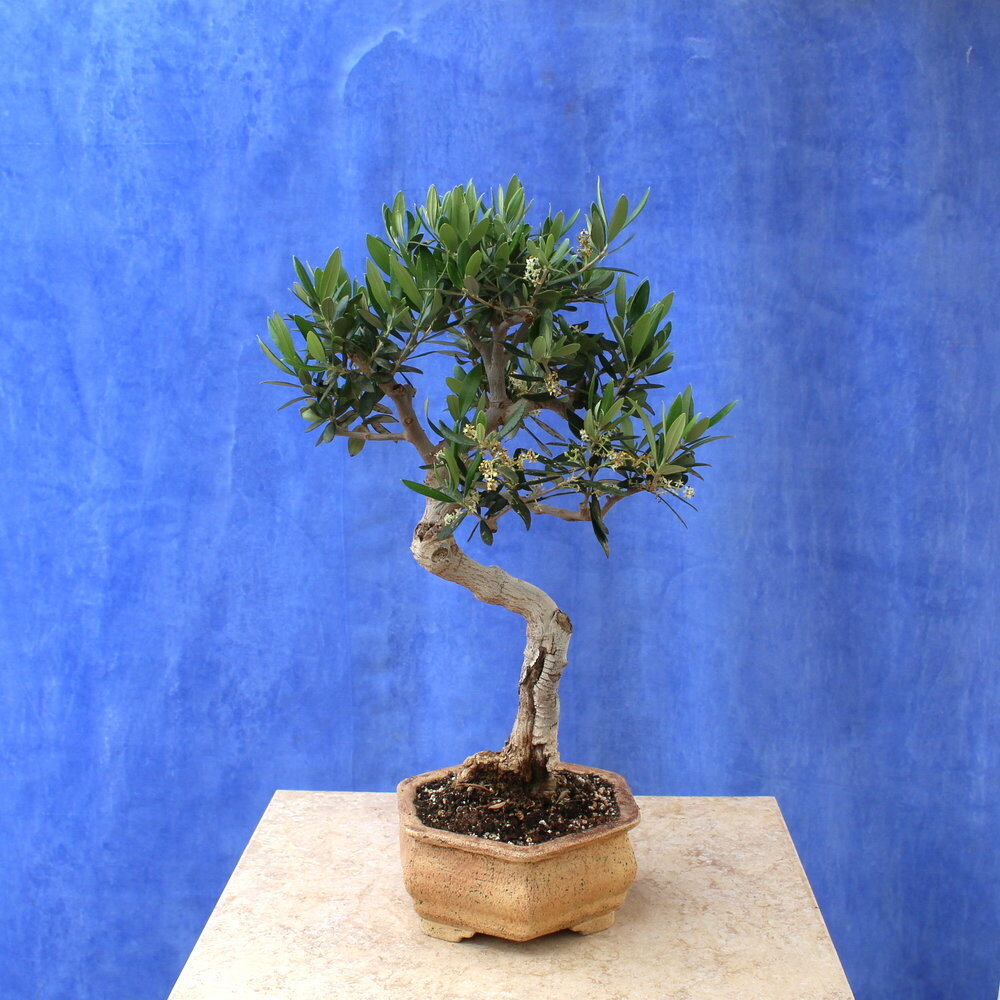 Wild Olive