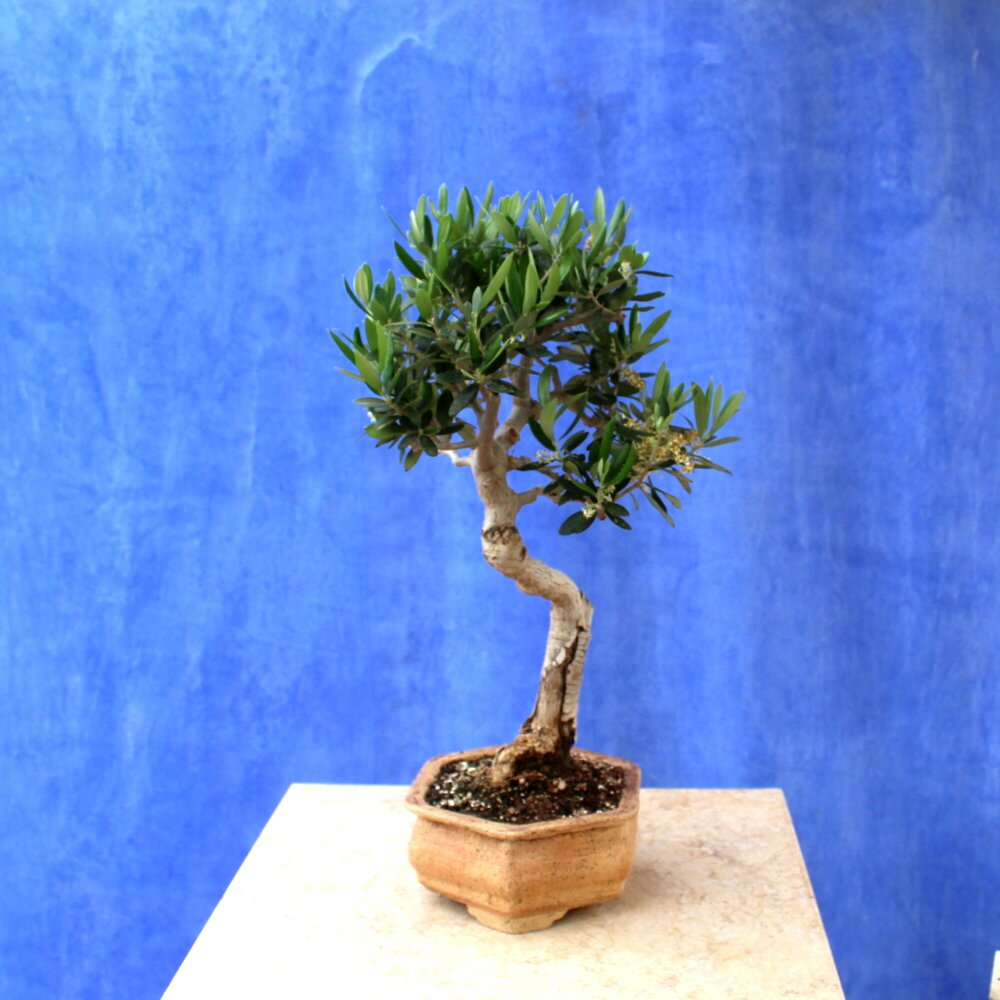 Wild Olive