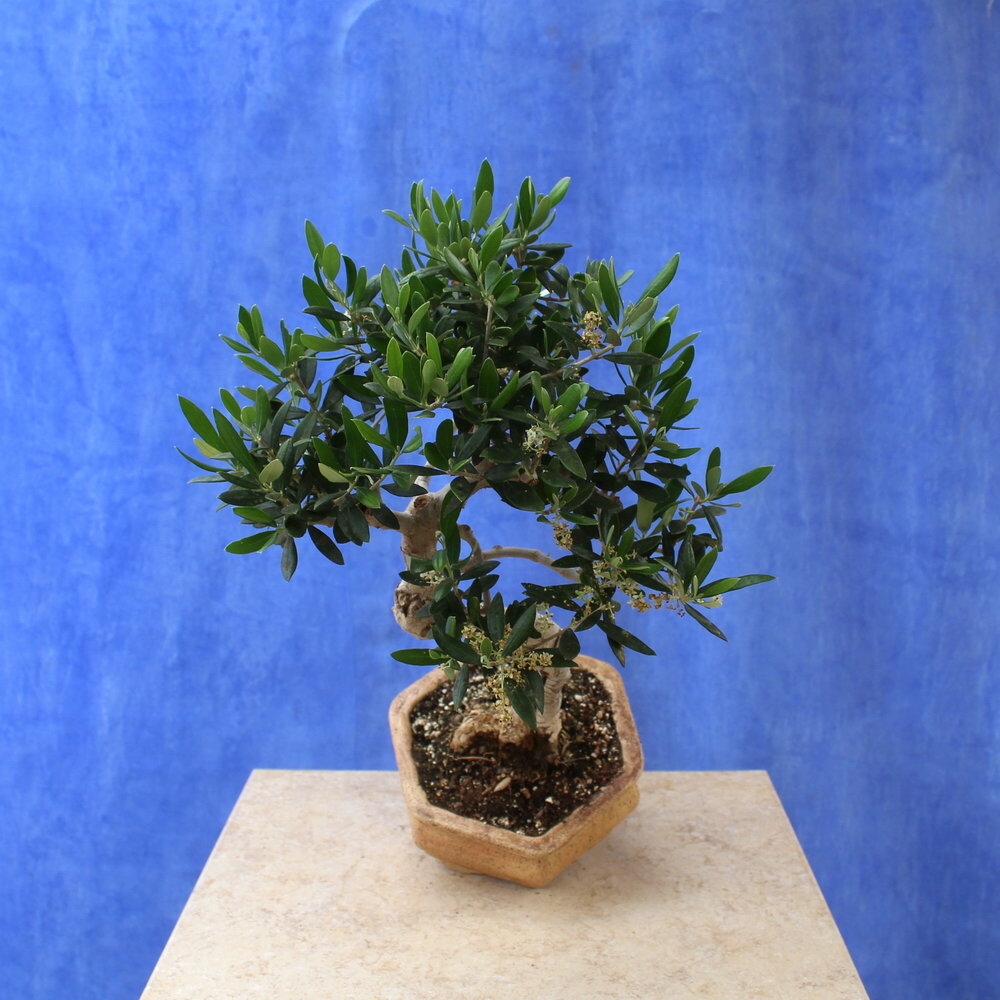 Wild Olive