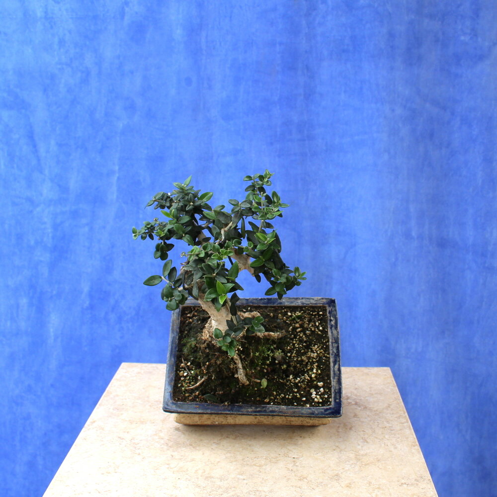 Wild Olive
