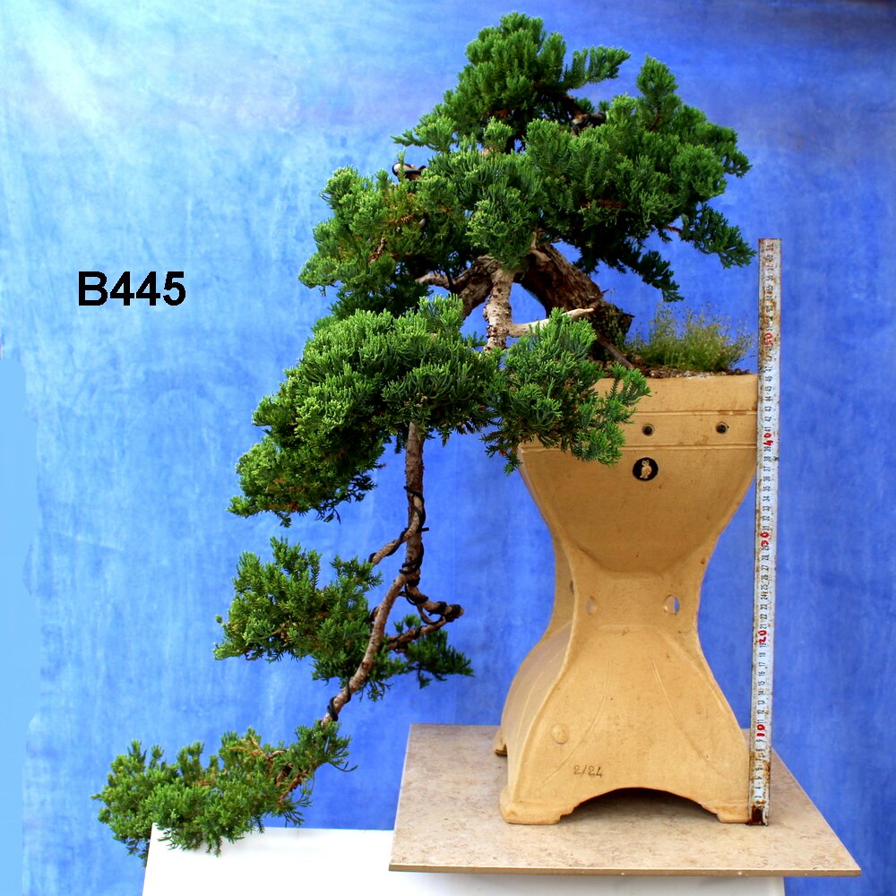 Juniper Horizontialis