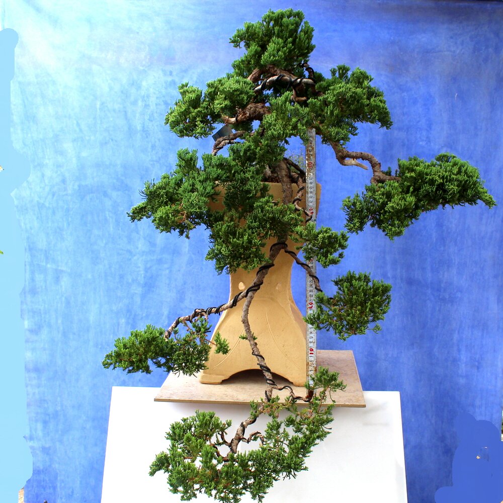 Juniper Horizontialis