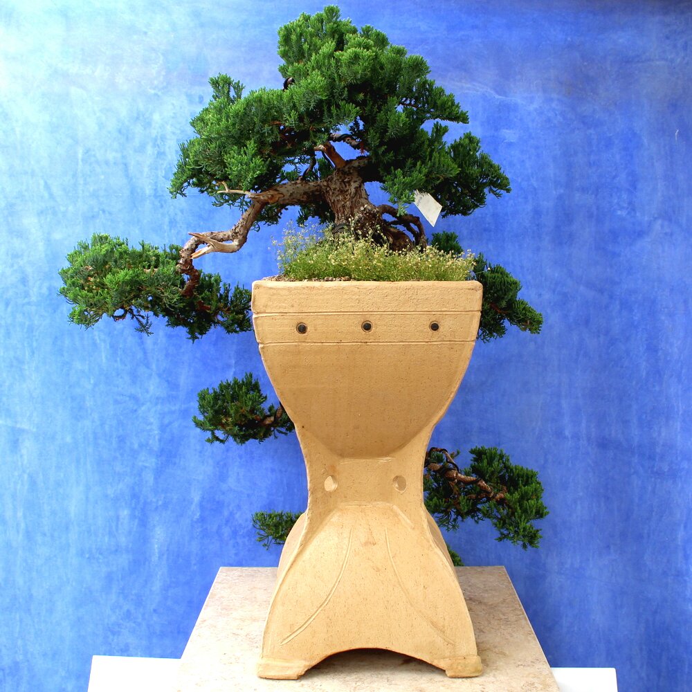 Juniper Horizontialis