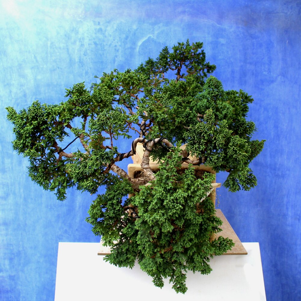 Juniper Horizontialis