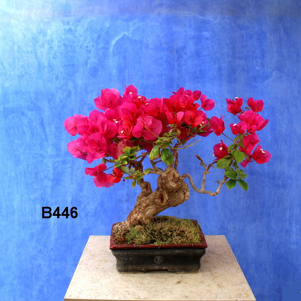 Bougainvillea