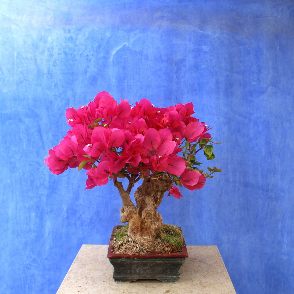 Bougainvillea