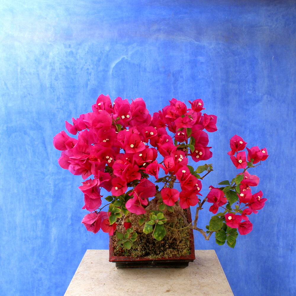Bougainvillea