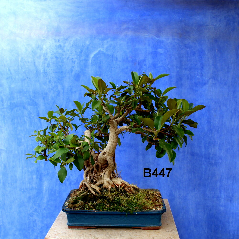 Ficus microcarpa