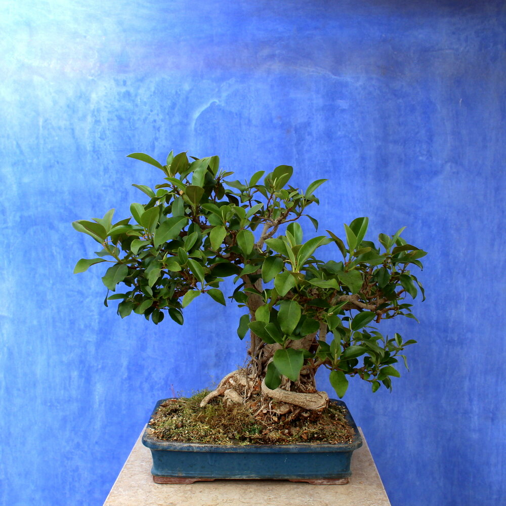 Ficus microcarpa