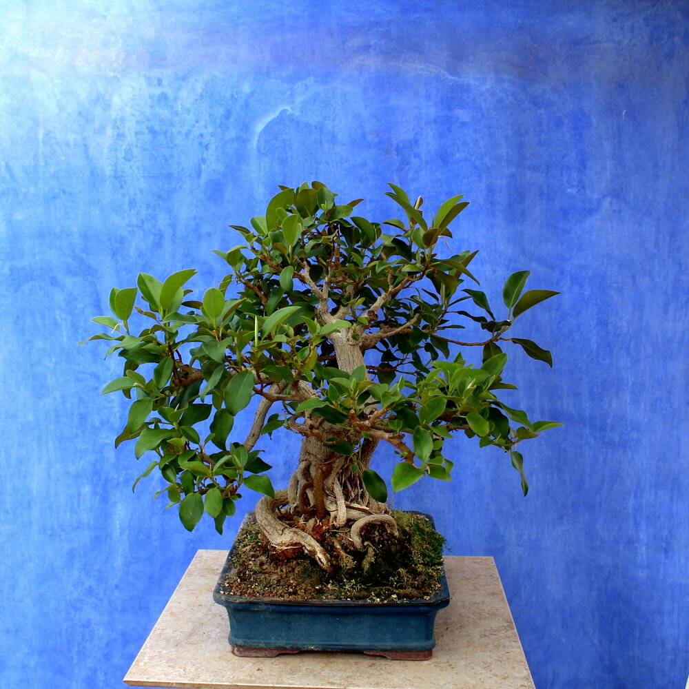 Ficus microcarpa