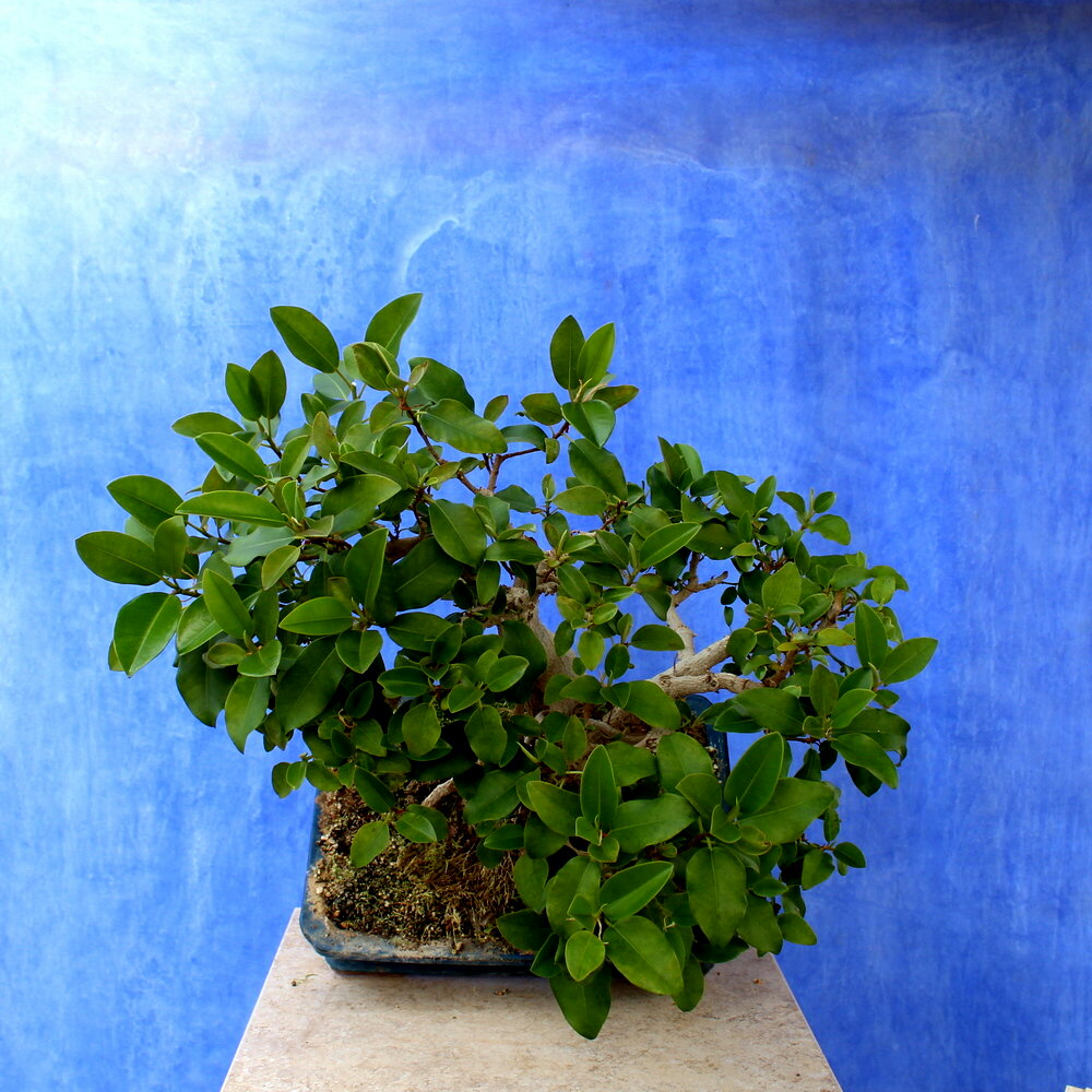 Ficus microcarpa