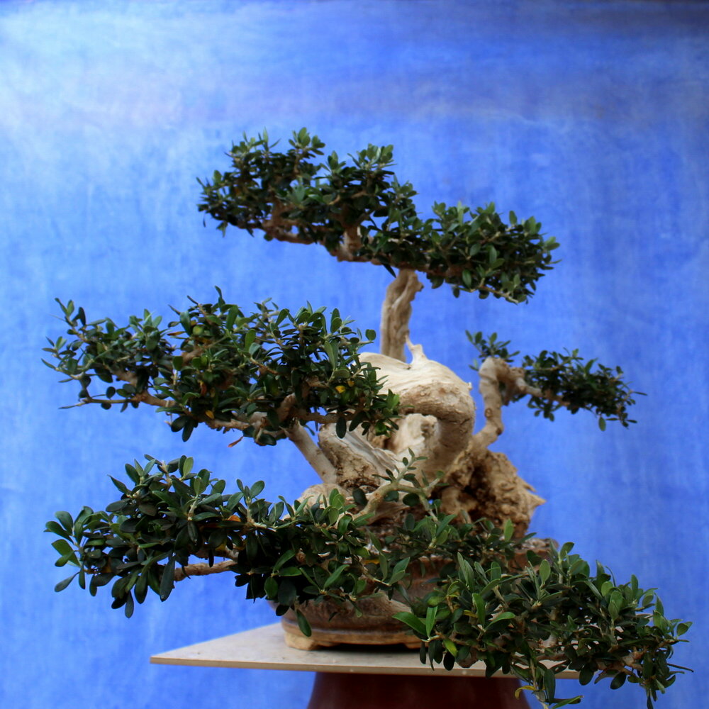 Wild Olive