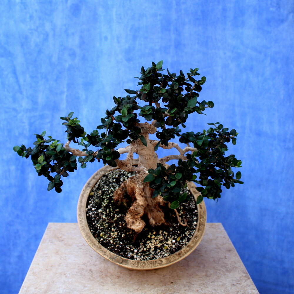 Wild Olive