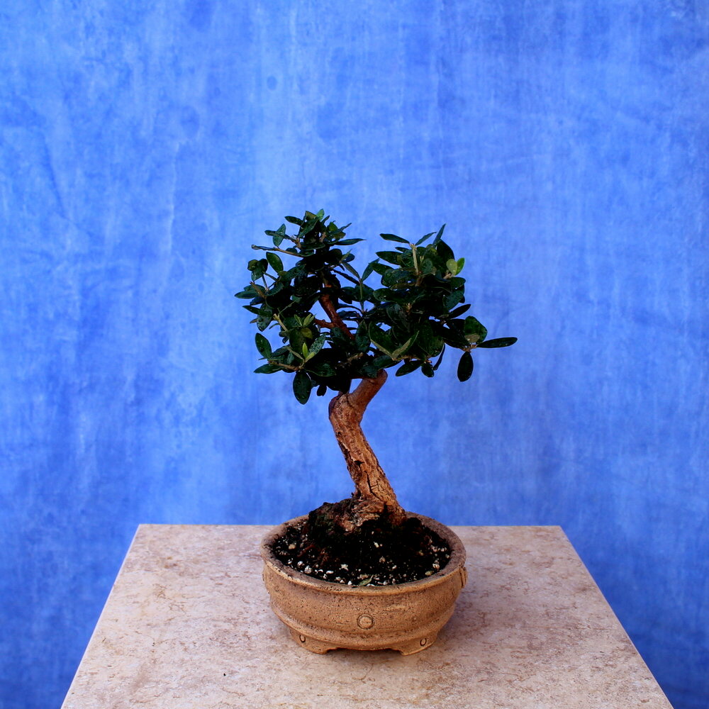 Wild Olive