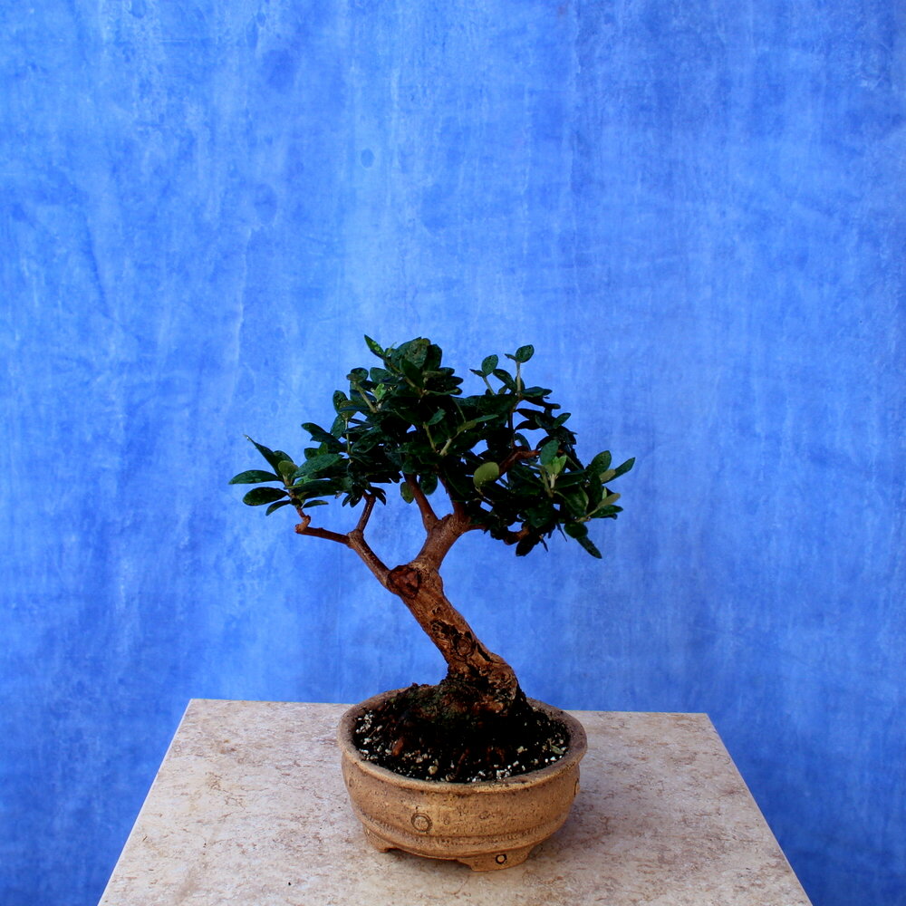 Wild Olive