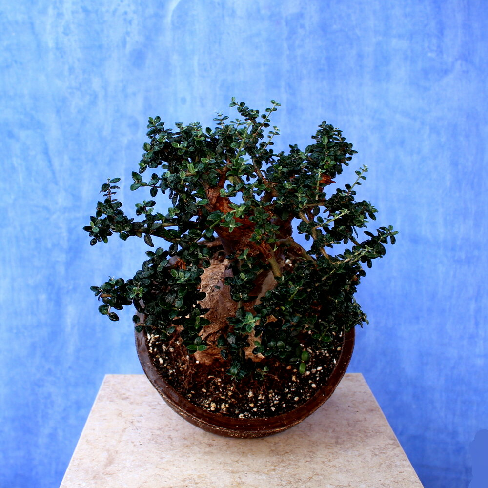Wild Olive