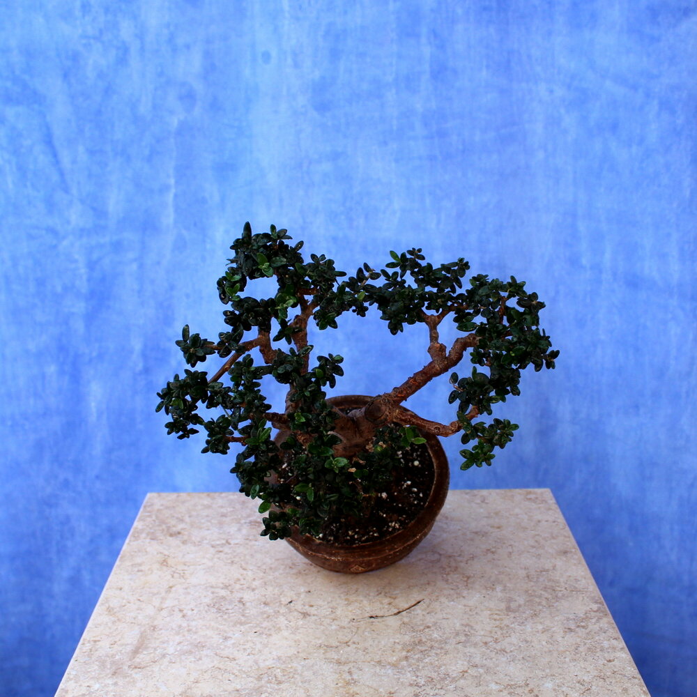Wild Olive