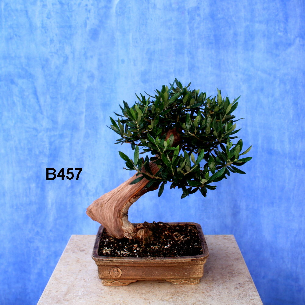 Wilde Olive