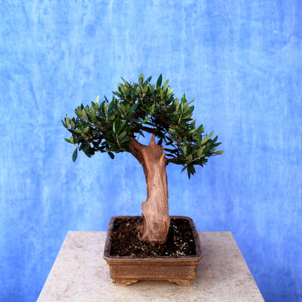 Wild Olive