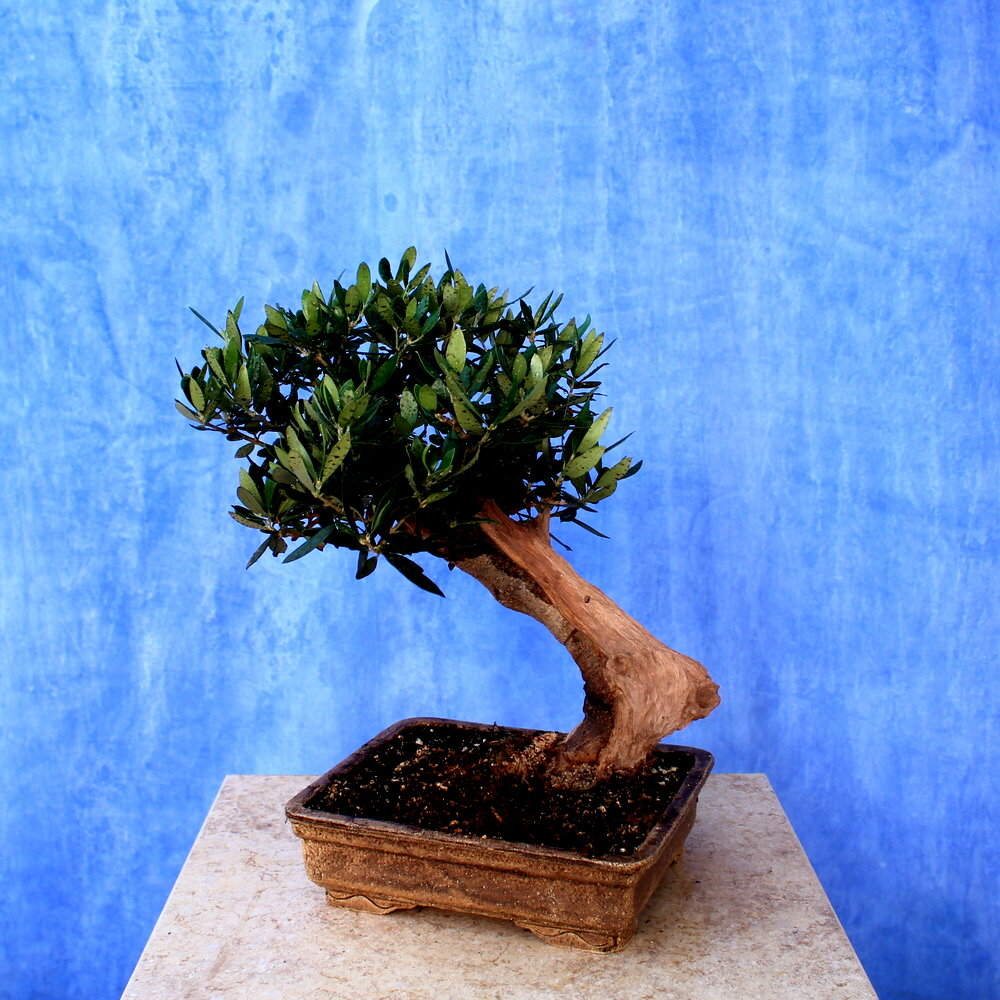 Wild Olive