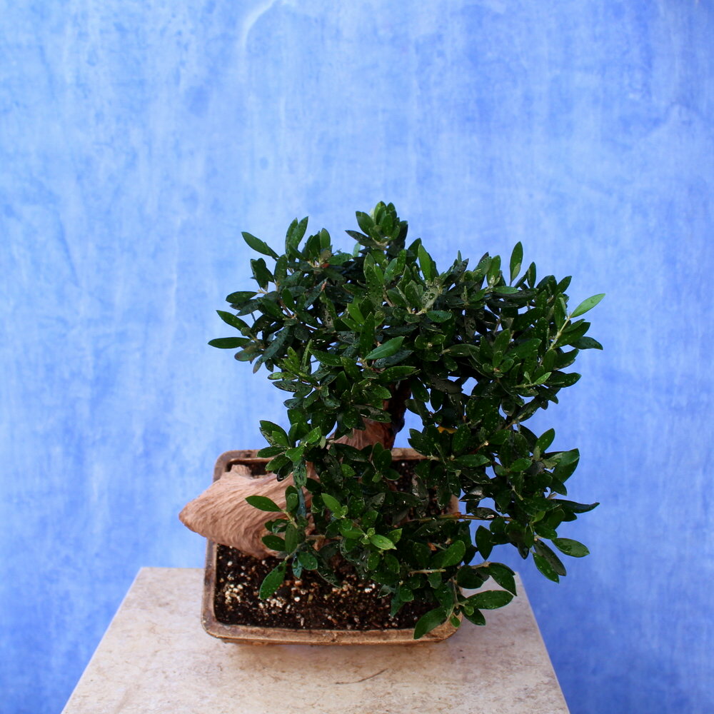 Wild Olive