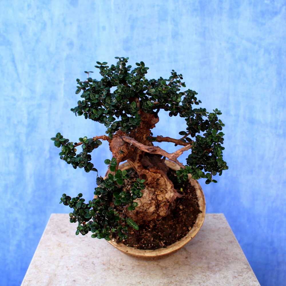 Wild Olive