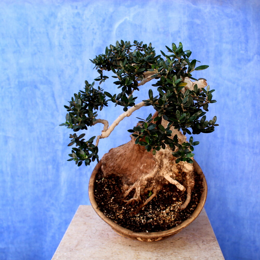 Wild Olive