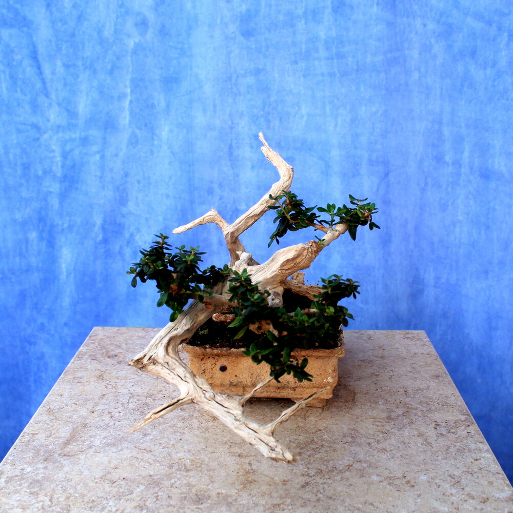 Wild Olive