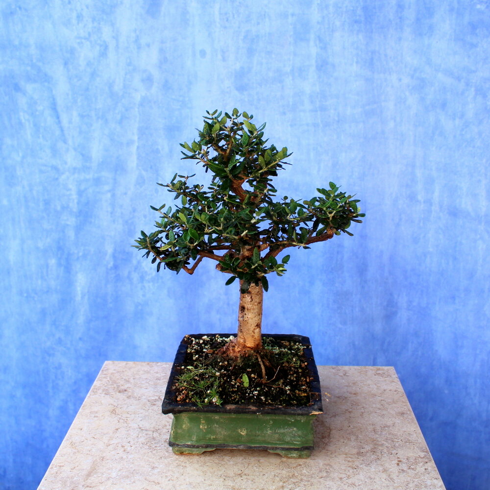 Wild Olive