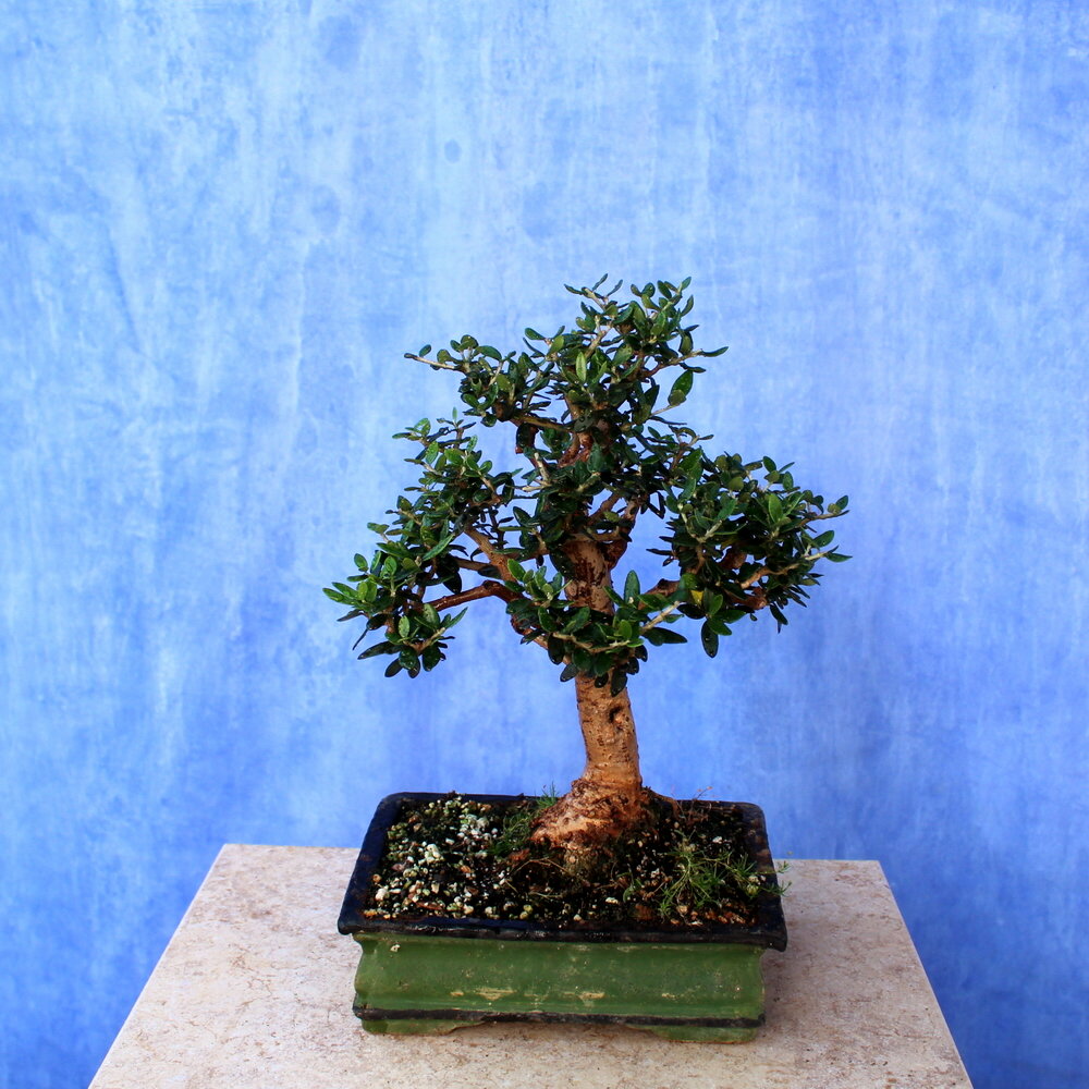 Wild Olive
