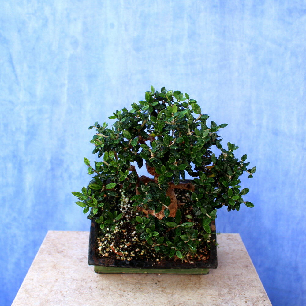 Wild Olive