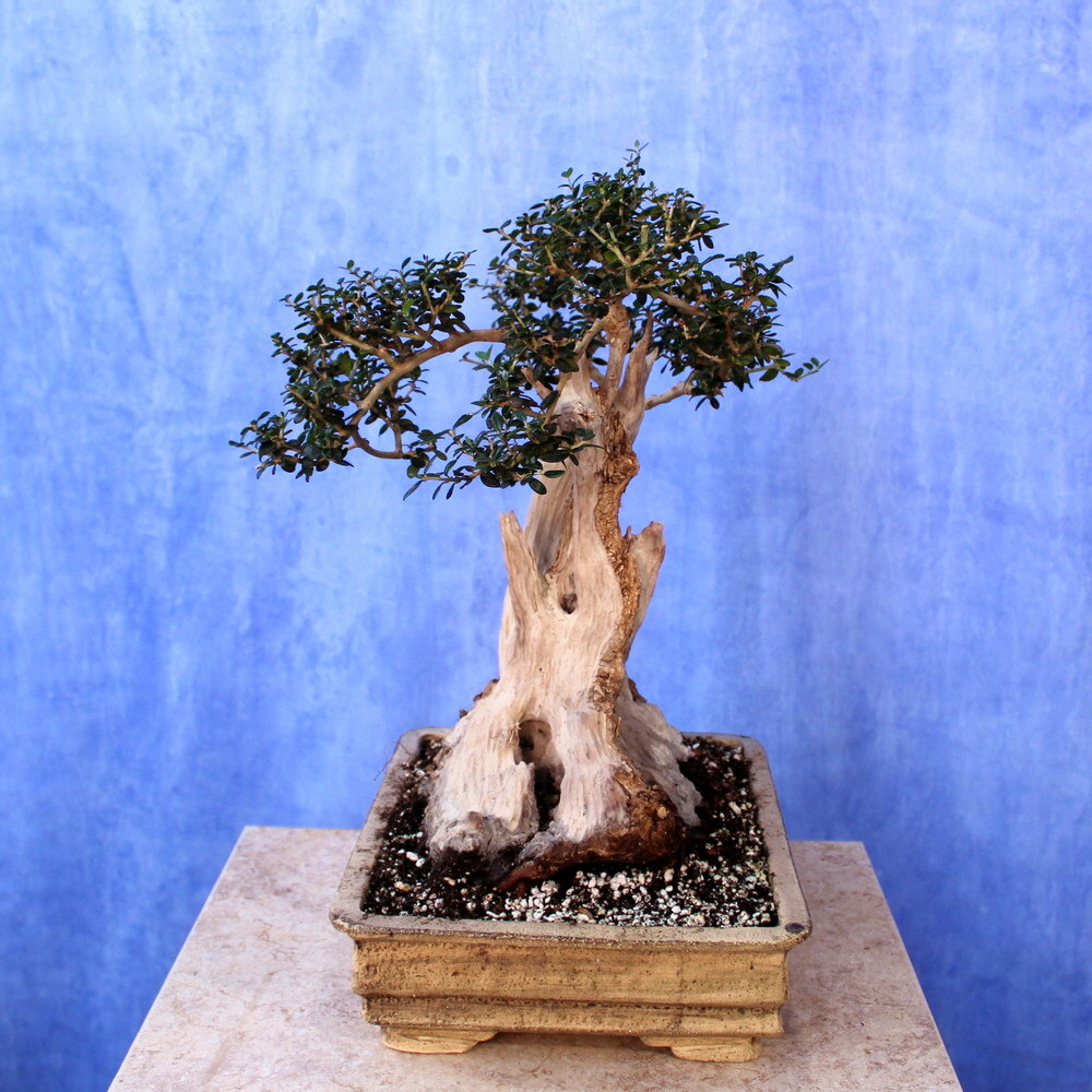 Wild Olive