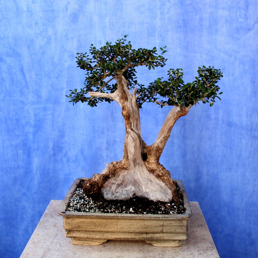 Wild Olive