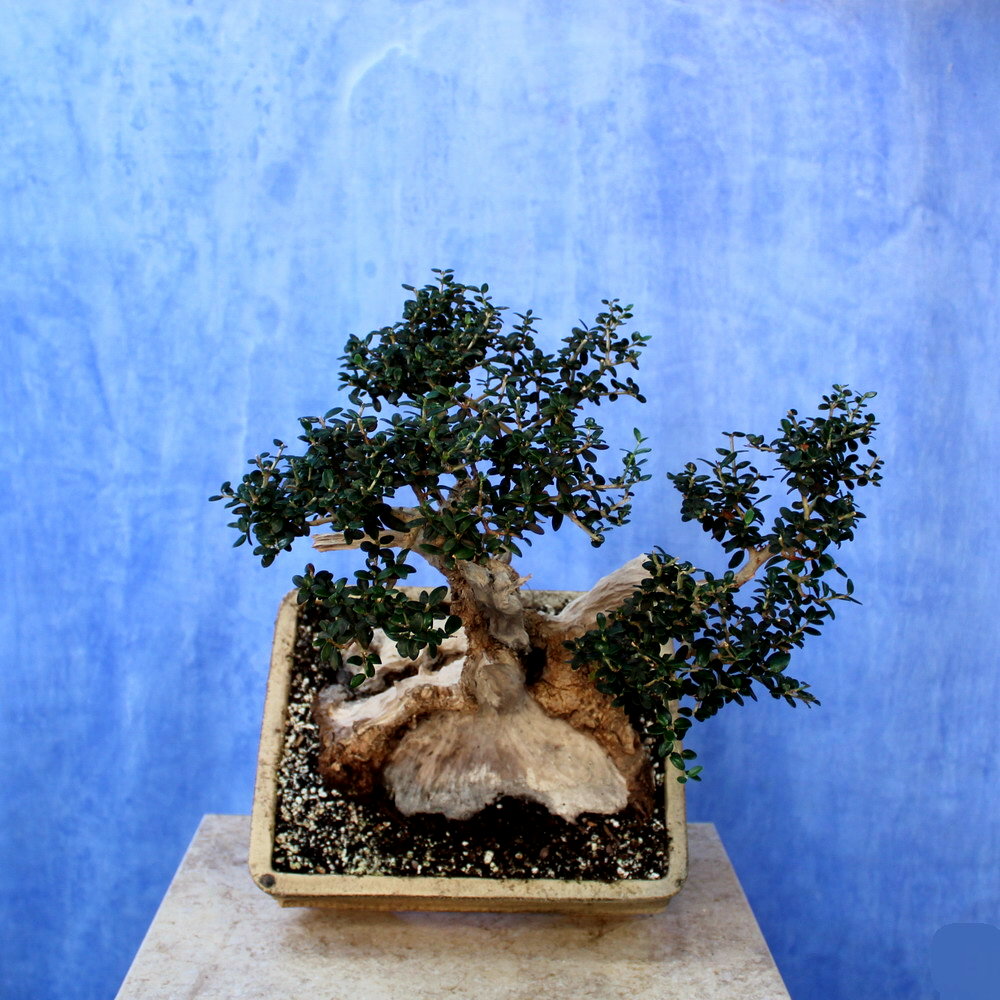 Wild Olive