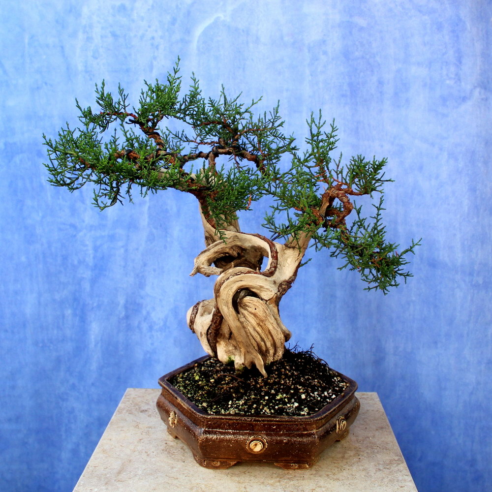 Cypress Crete