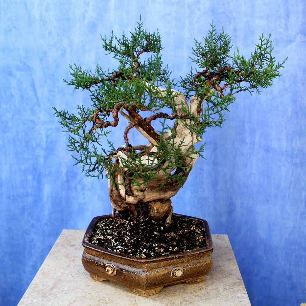 Cypress Crete