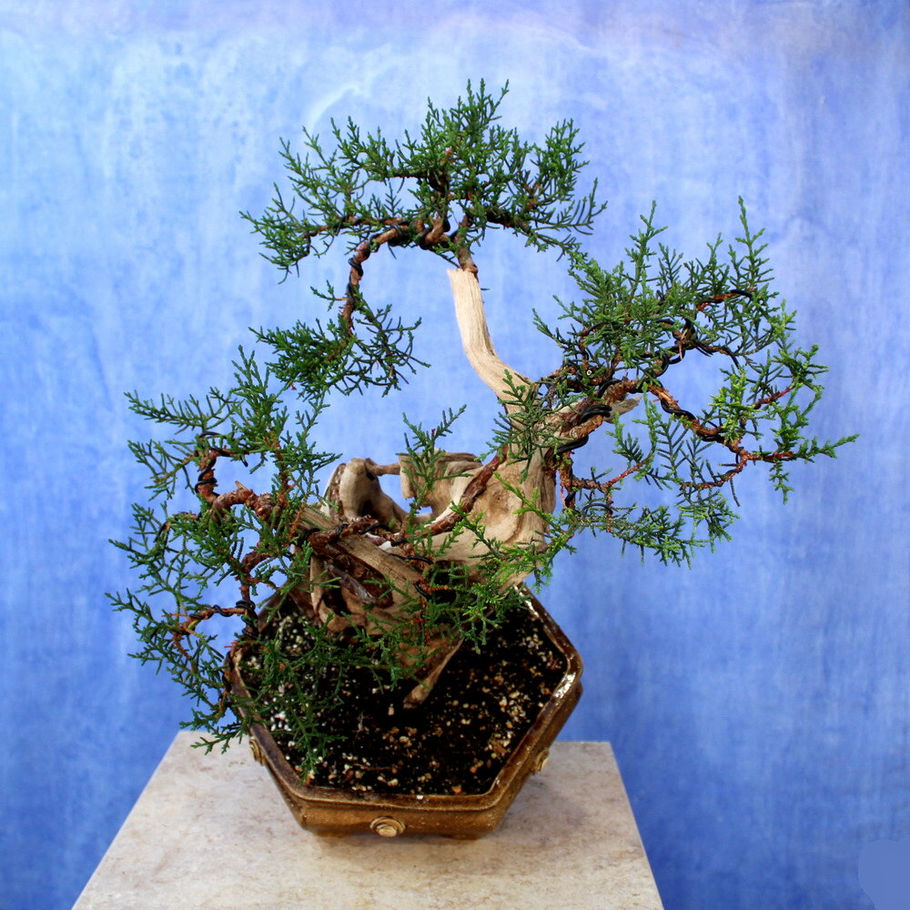 Cypress Crete