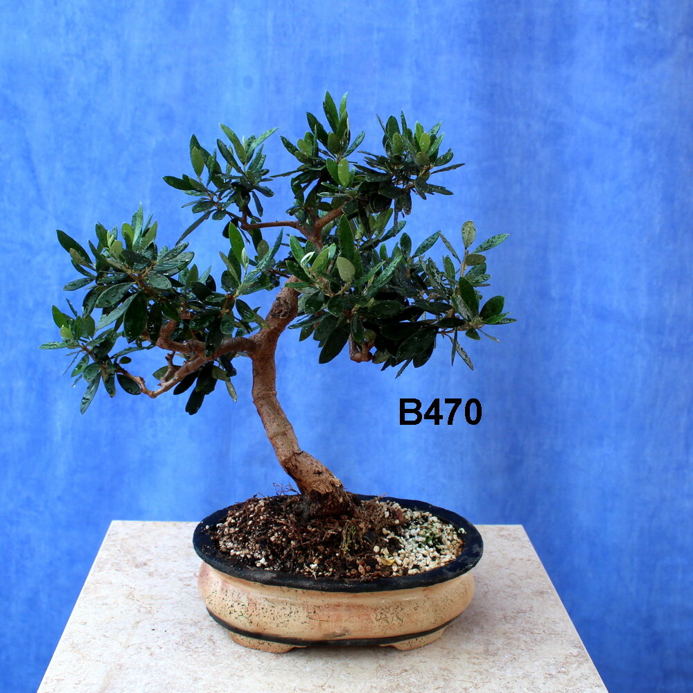 Wild Olive
