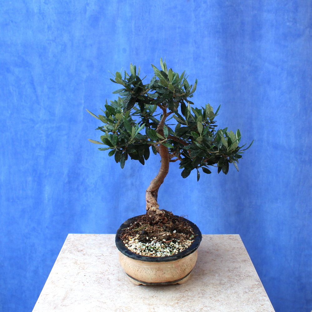 Wild Olive
