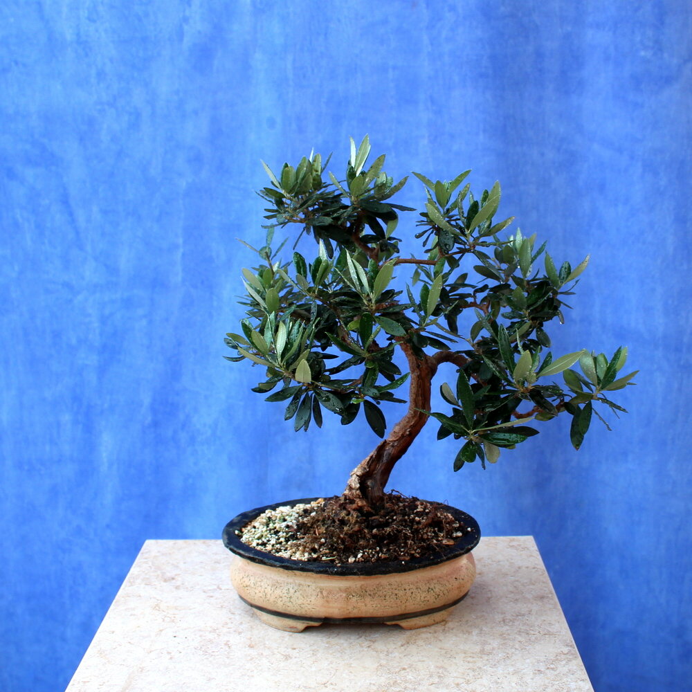 Wild Olive