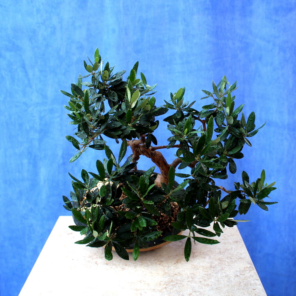 Wild Olive