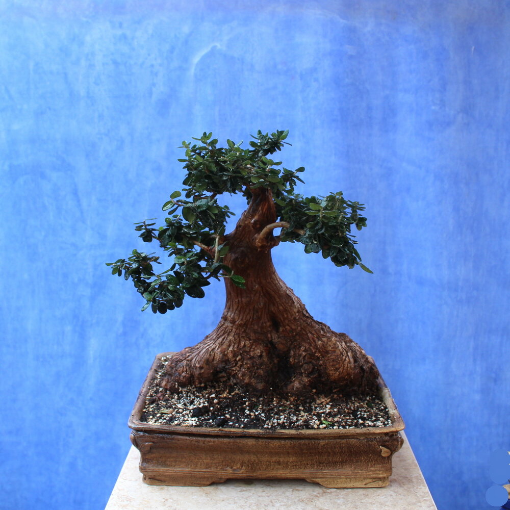 Wild Olive