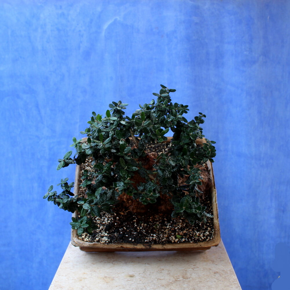 Wild Olive