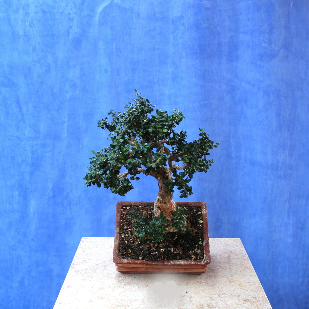 Wild Olive