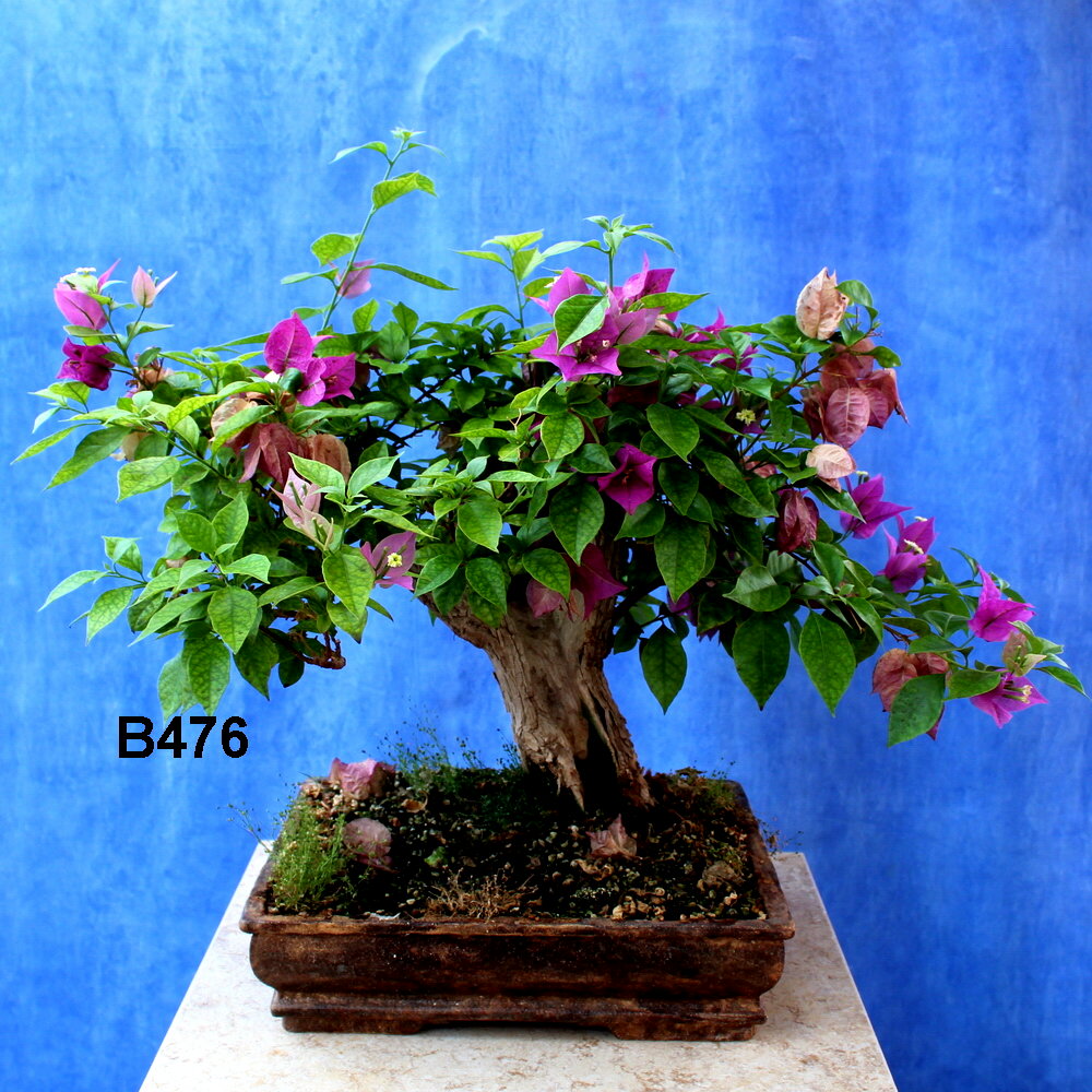 Bougainvillea Grabra