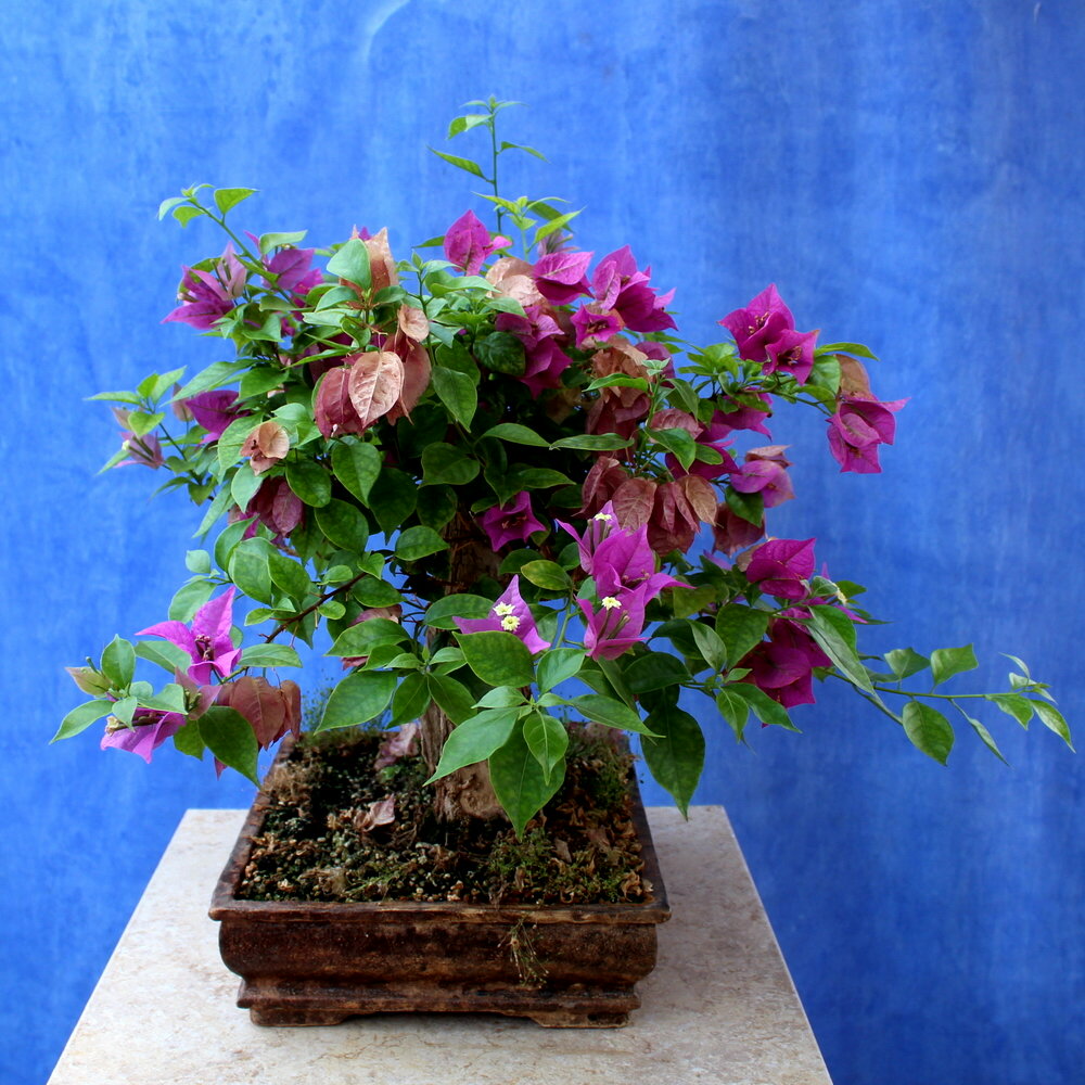 Bougainvillea Grabra