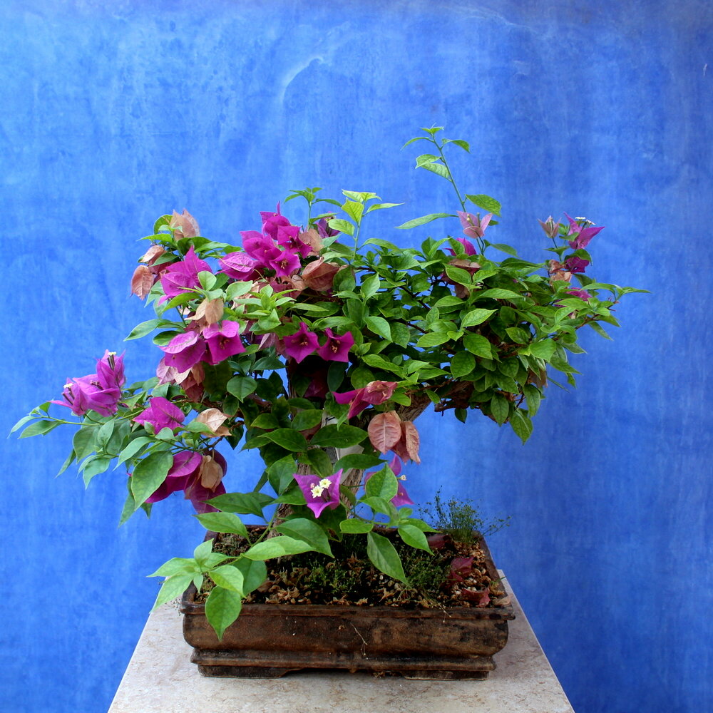 Bougainvillea Grabra