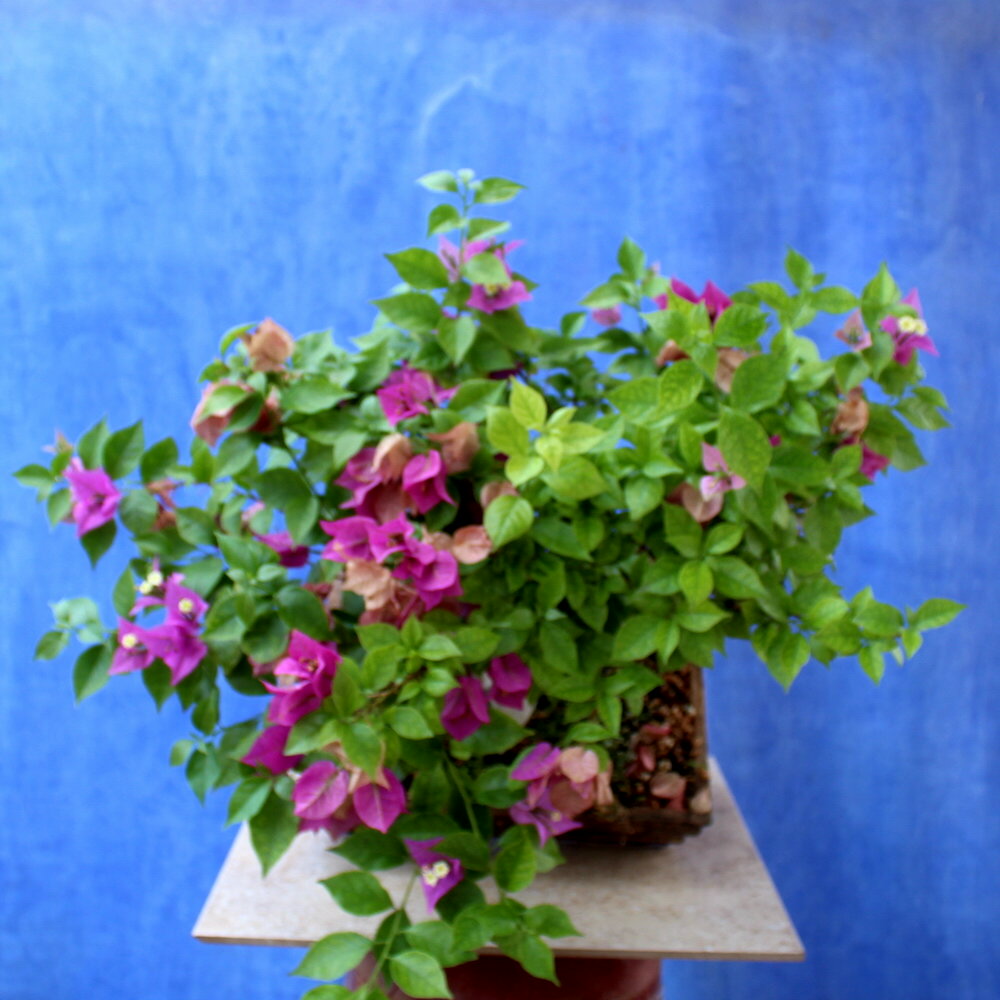Bougainvillea Grabra