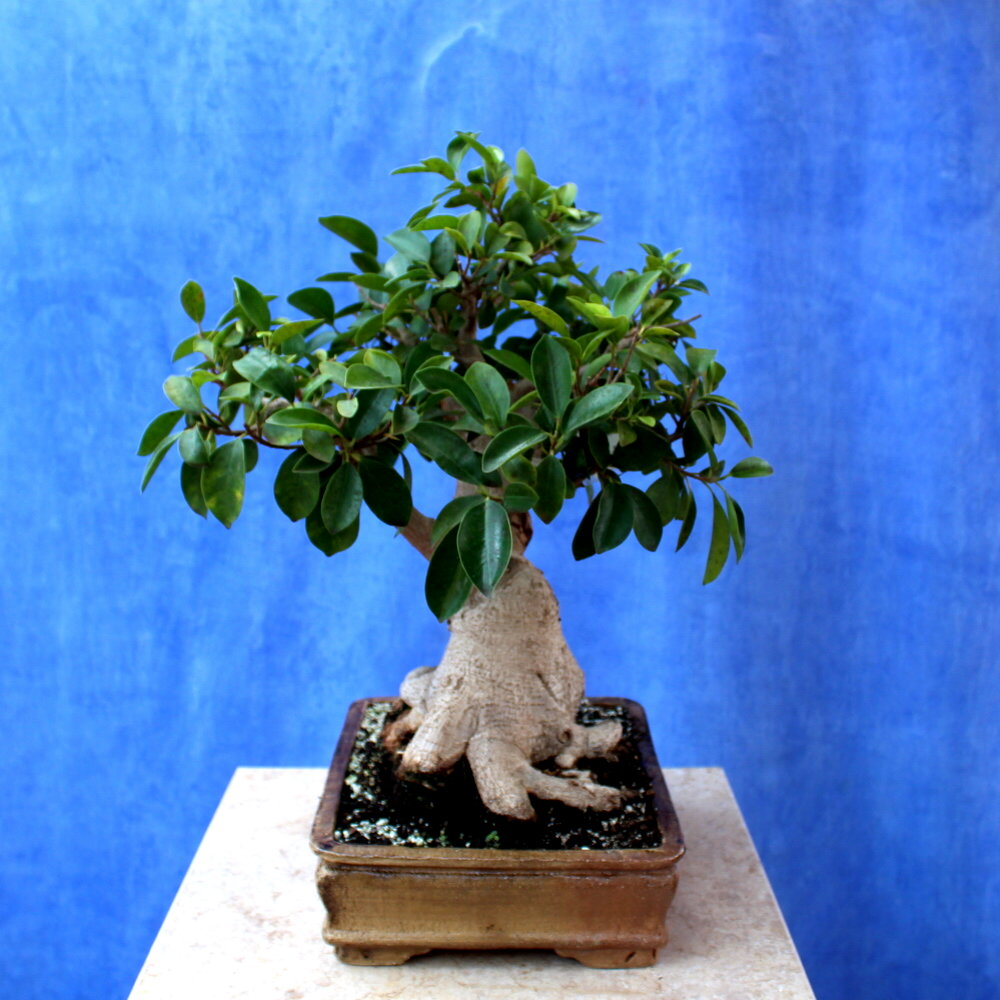 Wild Olive