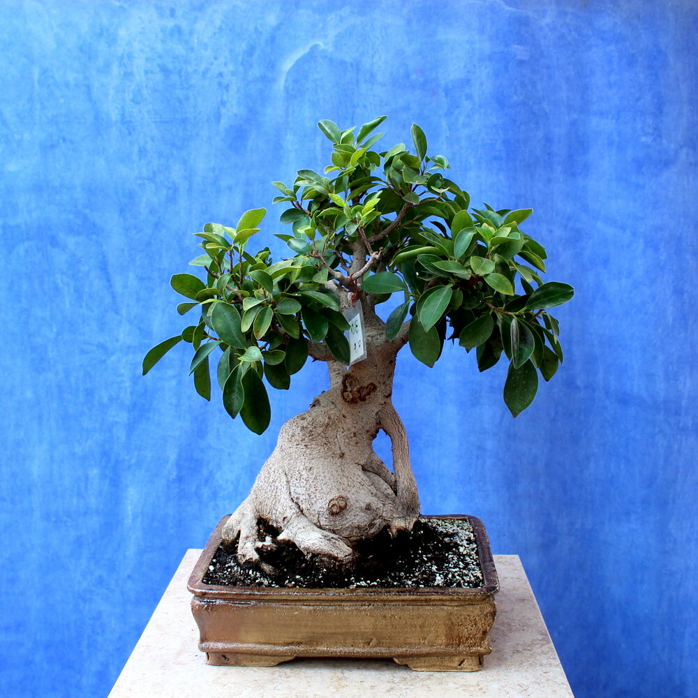 Wild Olive
